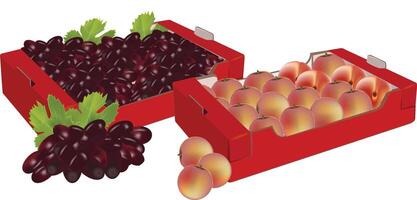 A box of grapes and a box of plums vector