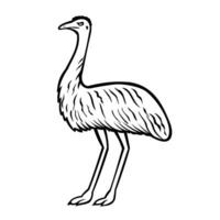 Emu or Or Dromaius Novaehollandiae Standing Side View Retro vector