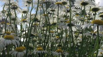 White daisies on long stems sway reaching for the sky low angle view, panorama up video