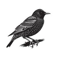 European Starling silhouette style white background vector
