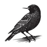a black and white illustration of a starling bird vector