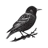 bird on branch illustration vector