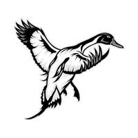 Pintail hunting duck about to land and seen from the back side vector