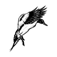 Mallard duck hunting to land using its wings as a braking device vector