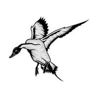 pintail duck hunting in flight looking down vector