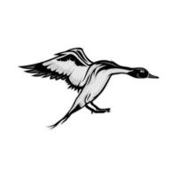 Pintail hunting duck about to land from its flight vector