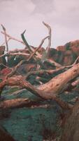 dry dead tree branches and mountain ridge video