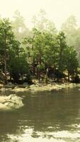 A river running through a forest filled with lots of trees video