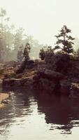 A stream running through a forest filled with trees video