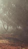 A misty field with distant trees video