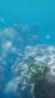 underwater scene with a multitude of fish swimming around a colorful coral reef video