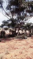 A serene natural landscape with trees in a rustic field video
