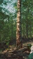 A lush birch forest with towering trees reaching towards the sky video