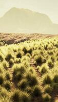 A serene landscape with mountains in the distance and a vast field of lush grass video