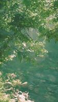 An aerial view of a river running through a forest video