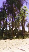A beach with palm trees and the ocean in the background video