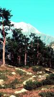 A serene grassy field with trees and rocks in the foreground video