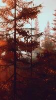 Sunlight streaming through the trees in a picturesque forest video