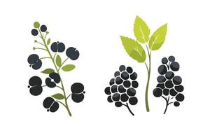 Blackcurrant Berries with Leaves vector