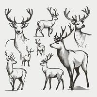 Stylized Deer- A Minimalist Collection of Poses vector