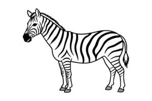 A zebra is standing in a line on a white background vector