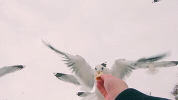 Seagulls Eat Bread from the Hand in Flight - Super Slow Motion. A Lot of Hungry Birds in the Air. Feeding Seagulls with the Bread. Birds are Flying in the Cloudy Sky in Daytime video
