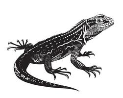Lizard iguana isolated. Black and white reptile. vector