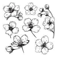 Hand drawn branch of sakura with blooms, flowers vector