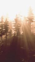 Forest of Beech Trees illuminated by sunbeams through fog video