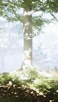 Sunrays in a forest on a hazy morning video