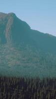 Beautiful sunset view in cedar forest in front of sayan mountain range video