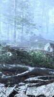 sunlight in the green forest in fog at spring time video