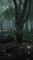 Sunrays in a forest on a hazy morning video