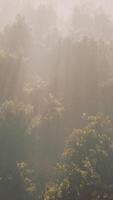 Fog in a forest at aerial view video