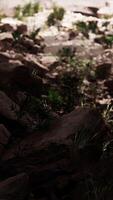 View from inside a dark cave with green plants and light on the exit video