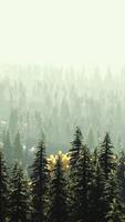 sunlight in spruce forest in the fog on the background of mountains at sunset video