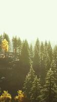 hillside with coniferous forest among the fog on a meadow in mountains video