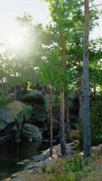 Sunlight Filtering Through Trees Onto Water video