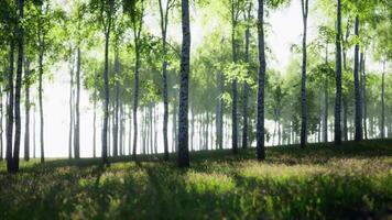 Grove of Birch Trees in Forest video