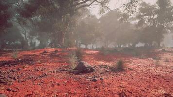 Red Dirt Field With Background Trees video