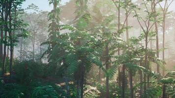 Dense Forest With Abundant Trees video