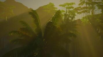 Dom brillante mediante arboles en bosque video