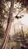 Sun Shines Through Trees in Forest video
