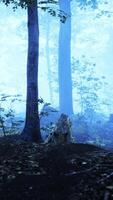 Misty Forest With Dense Trees video