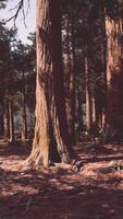 A dense forest with towering tree video