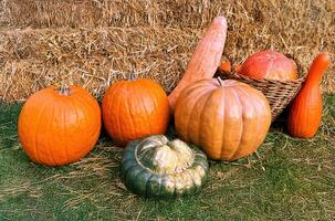 Pumpkins in a basket and on the grass with hay in the background. Harvest in autumn. Halloween photo