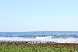 seaweed at the beach photo
