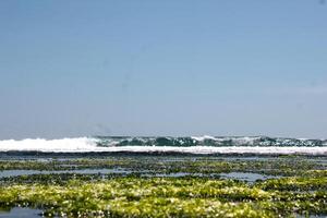 seaweed at the beach photo