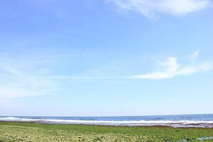 seaweed at the beach photo