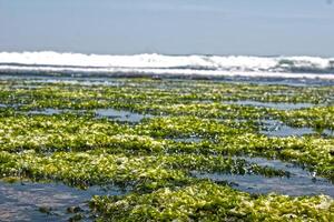 seaweed at the beach photo
